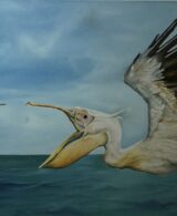 Aerial Hunt: Rosy Pelican's Flight
