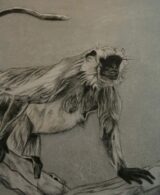 Hanuman Langur