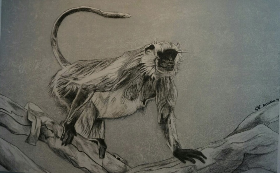 Hanuman Langur