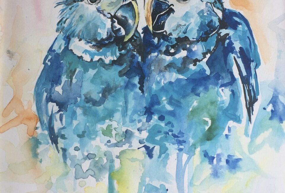Colorful Spix's Macaws
